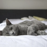 Todavía es marzo y no es fácil adaptar a nuestros animales ¿Qué rutinas son importantes?