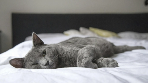 Todavía es marzo y no es fácil adaptar a nuestros animales ¿Qué rutinas son importantes?