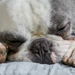 ¿Es frecuente la neumonía por aspiración en perros?