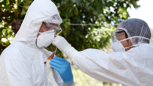 SAG confirma caso de influenza aviar H5N1 en aves silvestres en la región de Valparaíso