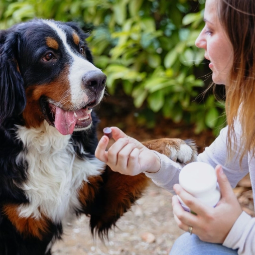 Perro senior / Virbac