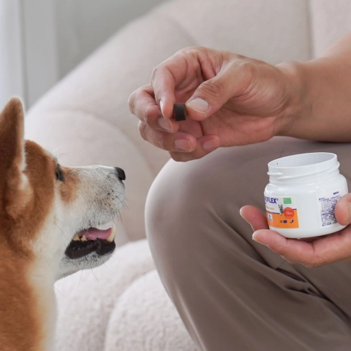 Perro senior / Virbac