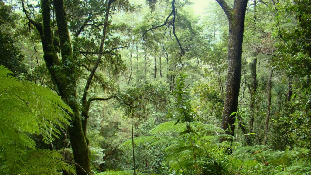 Bosque nativo, CONAF