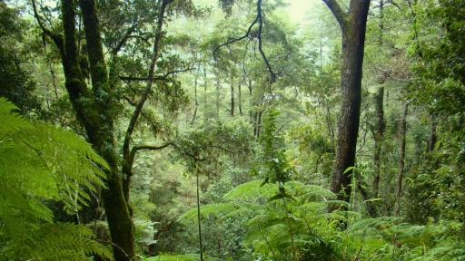 CONAF refuerza fiscalización con nuevo Plan de manejo de corrección de bosque nativo