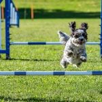 Agility: el circuito de pruebas que mejora la condición física y estimula la mente de los perros