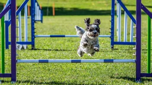 Agility: el circuito de pruebas que mejora la condición física y estimula la mente de los perros