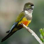 Loro Tricahue vuelve a nidificar en el Parque Nacional Río Clarillo tras más de 15 años