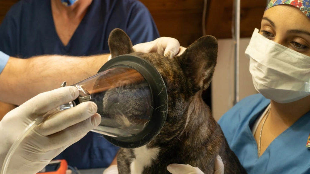 Veterinaria, Juanjo en Pexels