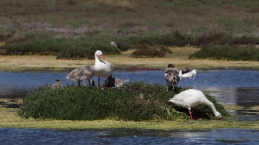Influenza Aviar H5N1: Colmevet plantea como desafío la interacción entre aves silvestres y domésticas