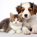 Podrías estar alimentando mal a tu cachorro o gatito: El riesgo que muchos ignoran