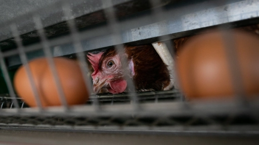 Más de 80 periodistas se capacitan en los riesgos de los sistemas intensivos de crianza en Hispanoamérica