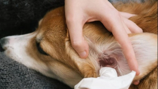 ¿Tu perro inclina la cabeza persistentemente? Puede sufrir otitis  