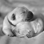 Día Mundial de los cachorros: Un homenaje a la ternura