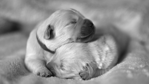 Día Mundial de los cachorros: Un homenaje a la ternura