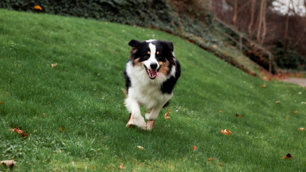 Perro en el parque, Zoetis