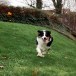 Los mejores parques y caniles para pasear con perros en Santiago