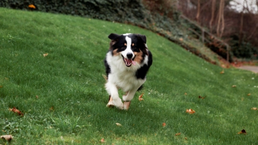 Los mejores parques y caniles para pasear con perros en Santiago