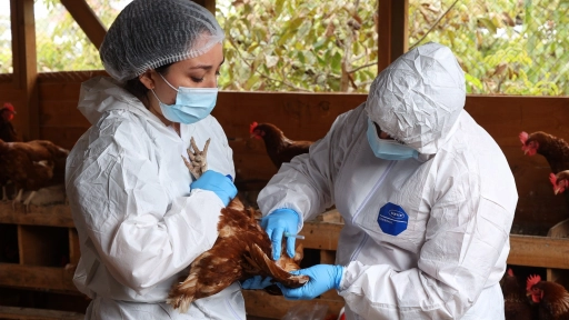 SAG confirma nuevos casos de influenza aviar en traspatios en Magallanes y Maule y refuerza llamado a la prevención