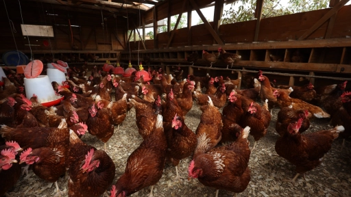 SAG confirma primer caso de influenza aviar en un traspatio deLa Araucanía y refuerza medidas para detección oportuna en todo el país
