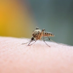 ¿Cómo el cambio climático influye en la aparición de nubes de zancudos?