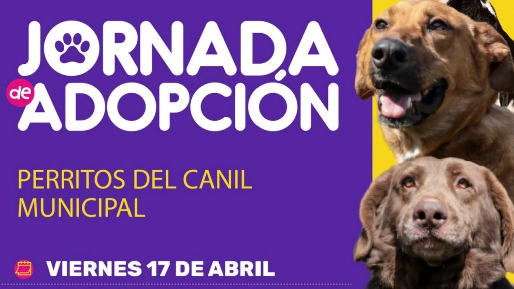 Jornada de adopción municilaidad de Maipú, Redes sociales