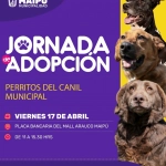 Maipú realizará jornada de adopción de los perritos del canil municipal