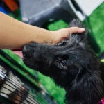 Expo Mascotas & Animales cumple 14 años y vuelve como el gran panorama familiar del otoño