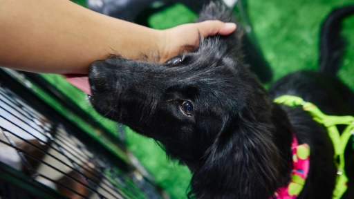 Expo Mascotas & Animales cumple 14 años y vuelve como el gran panorama familiar del otoño