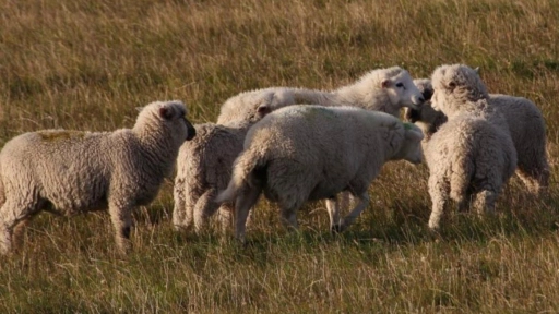 SAG suspende importaciones de riesgo desde Argentina tras detección de Scrapie en ovinos