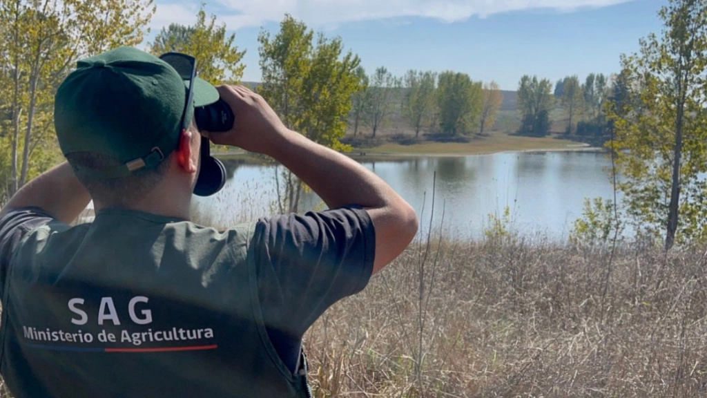 Influenza aviar, SAG Chile