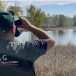 SAG confirma primer caso de influenza aviar en aves silvestres en la región de Biobío