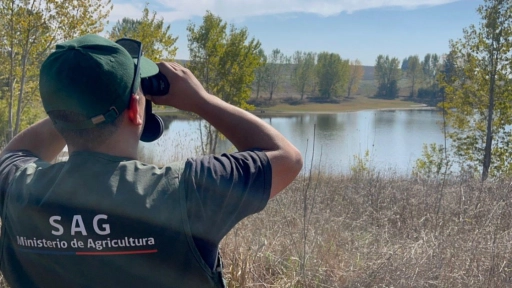 SAG confirma primer caso de influenza aviar en aves silvestres en la región de Biobío