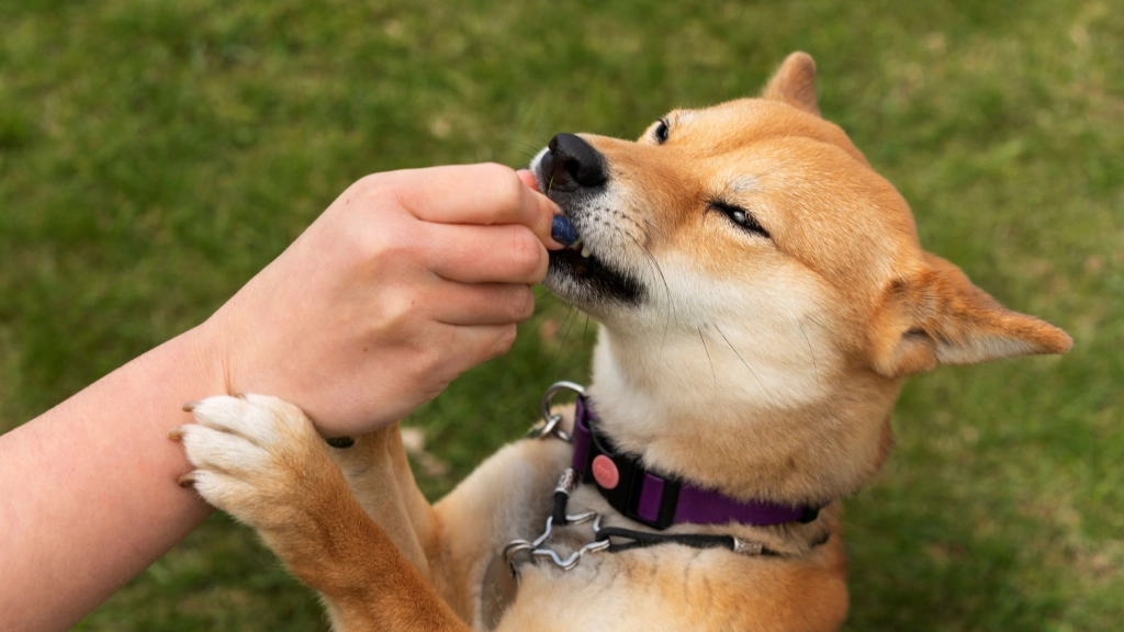 Perro comiendo, Fit Fórmula
