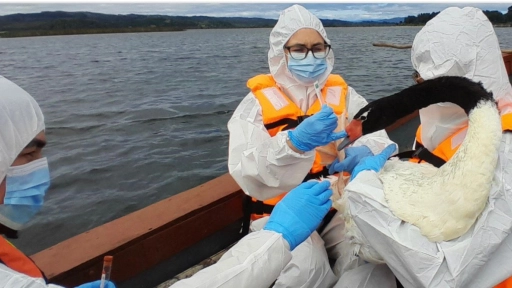 SAG confirma caso de Influenza Aviar H5N1 en aves silvestres de la región de Los Ríos