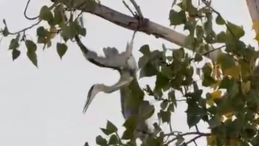 Alerta roja y riesgo de sacrificio: logran rescatar a garza atrapada en árbol de Colina