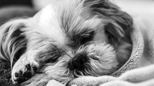 Italia da un paso histórico: aprueban días libres pagados para cuidar a animales enfermos