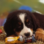 Lavado gástrico por intoxicación: las consecuencias de que los perros coman chocolates