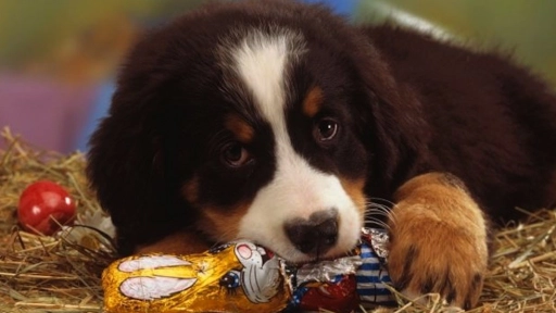 Lavado gástrico por intoxicación: las consecuencias de que los perros coman chocolates