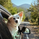 Semana Santa: claves para viajar con animales en medio del boom de escapadas dentro y fuera de Chile