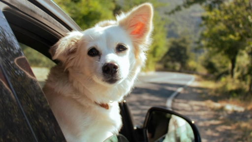 Semana Santa: claves para viajar con animales en medio del boom de escapadas dentro y fuera de Chile