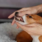 Perros y gatos: El mal aliento podría estar dañando su corazón y riñones