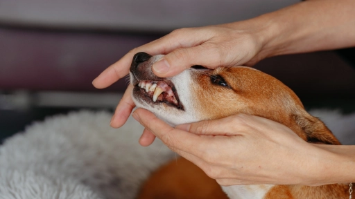 Perros y gatos: El mal aliento podría estar dañando su corazón y riñones