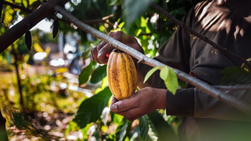 Del cacao al origen: El fenómeno bean to bar transforma la forma de consumir chocolate