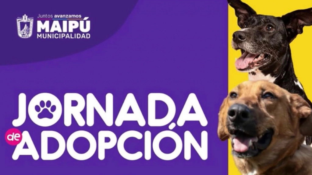Jornada de adopción, Municipalidad de Maipú