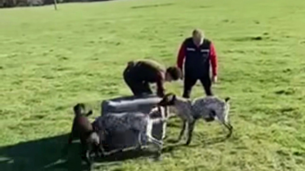 Caso zorro y funcionario del SAG, Redes sociales