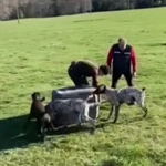 Funcionario del SAG fue grabado entregando un zorro para que perros lo devoraran será formalizado