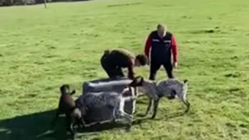 Funcionario del SAG fue grabado entregando un zorro para que perros lo devoraran será formalizado