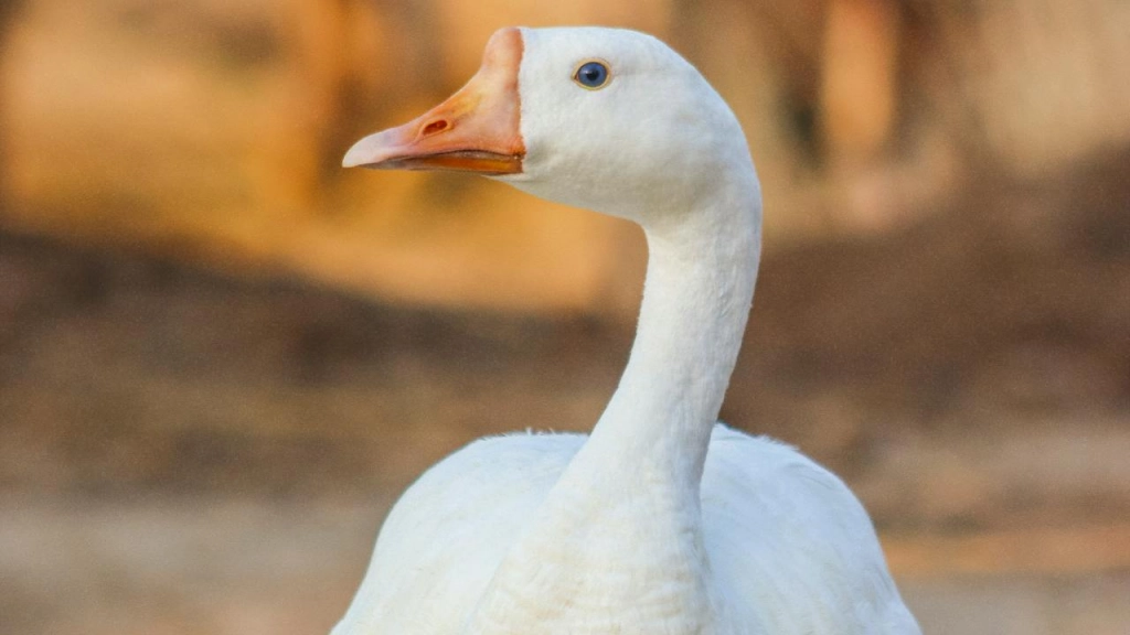 Ganso, Dr Photographer en Pexels