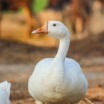 Brasil avanza hacia la prohibición del foie gras