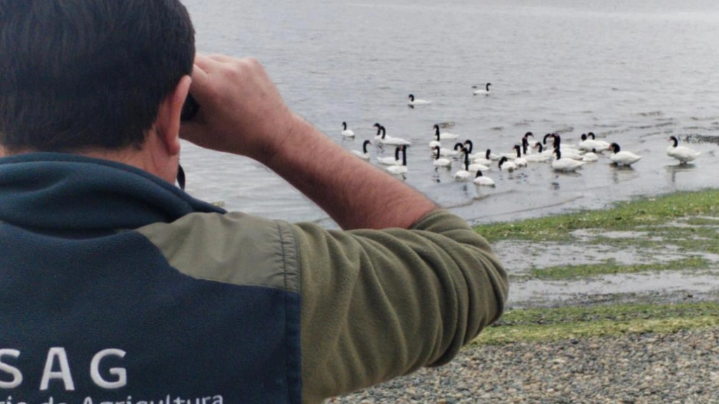 Influenza aviar, SAG Chile